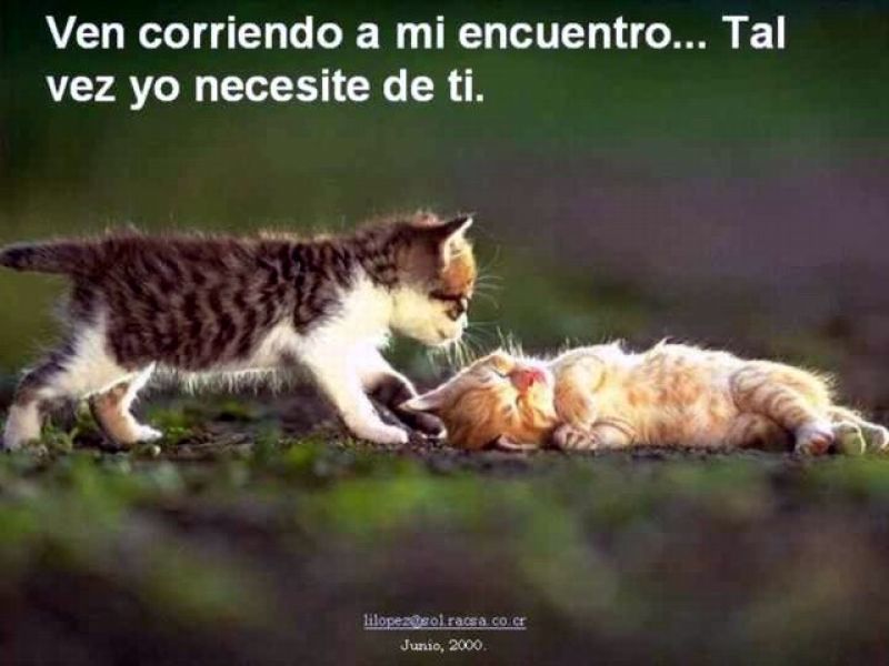 gatitos.jpg