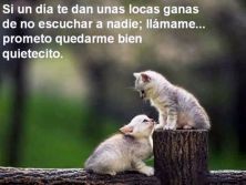 Haga click para ver la imagen ampliada gatitos2.jpg