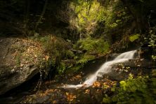 Haga click para ver la imagen ampliada paterna-bosque.jpg