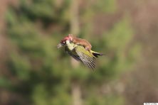 Haga click para ver la imagen ampliada weasel-rides-woodpecker.jpg